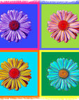 Daisy