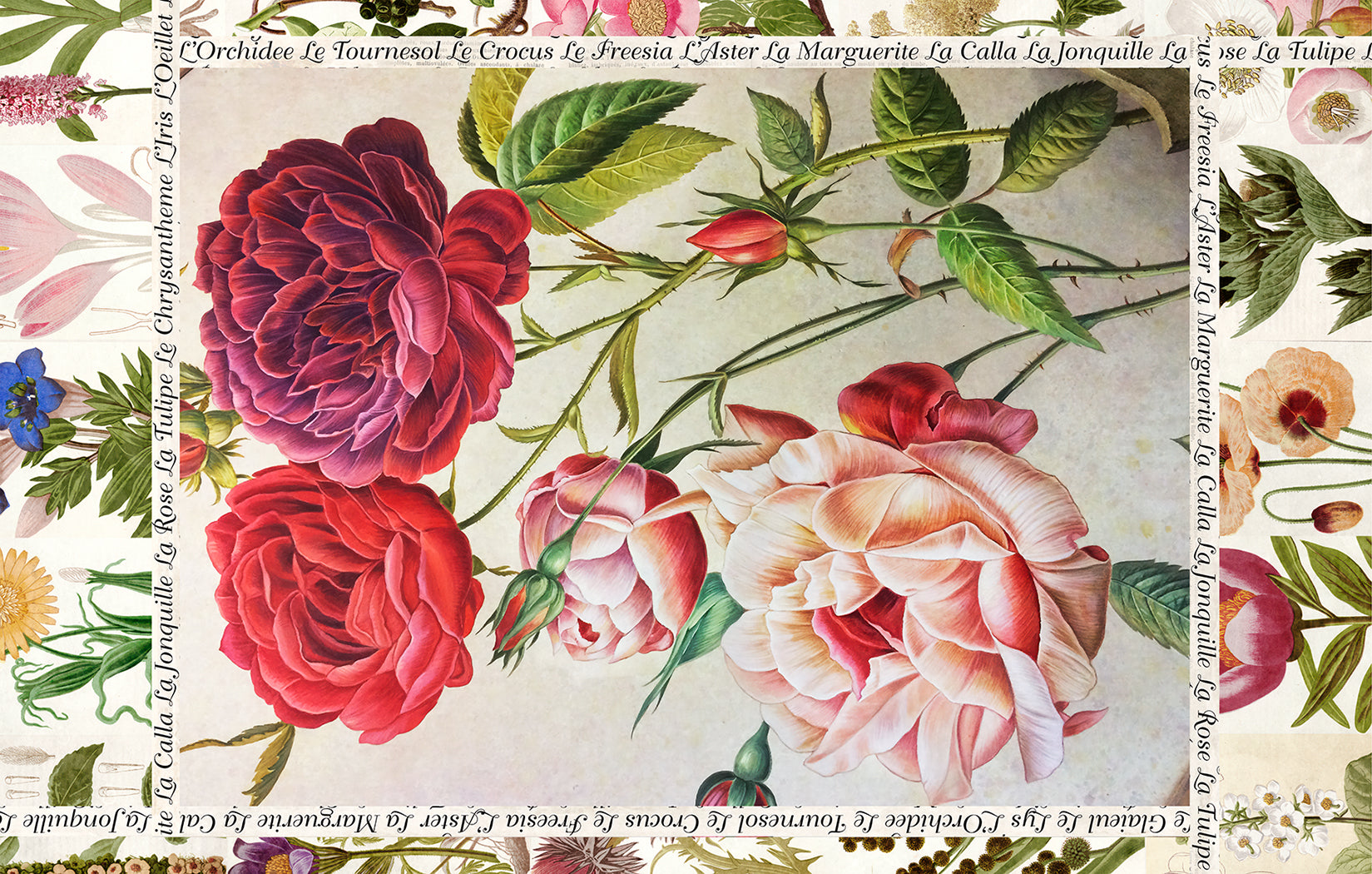 絵画 rose botanique Lily, Le Jardin – SUZI ROHER
