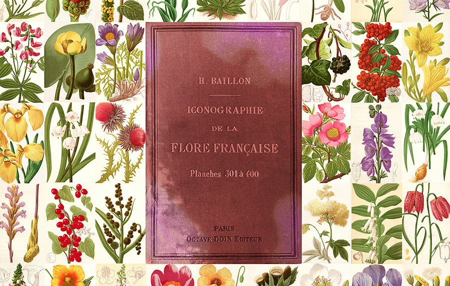 Lily, Flore Francaise