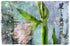 A textured image of a lily bud with green leaves, ideal for a floral statement. Overlaid with "Lily, Beautiful Flower" and Japanese text, it evokes the elegance of a SUZI ROHER modal-silk blend scarf.