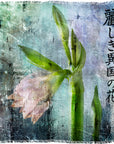 Beautiful Flower