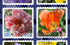A sheet of SUZI ROHER’s Lily, Flower Stamps features vibrant flower images with stamps like a pink peony marked “España 0,29€” and an orange tulip marked “Canada 45,” all detailed with artistic postmarks and wavy cancellations.