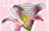 The SUZI ROHER “Lily, Love Is Life” scarf features a pink and white lily before faint LOVE lettering with the words: "LOVE IS LIFE. EVERYTHING THAT I UNDERSTAND, I UNDERSTAND ONLY BECAUSE I LOVE..."—elegance in every detail.
