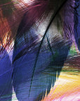 A close-up of overlapping bird feathers reveals vibrant hues—blue, purple, green, yellow, and brown—that echo the intricate lines and textures of the SUZI ROHER Brave Hearted modal wool scarf.